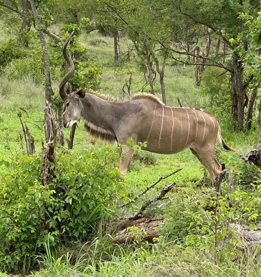 The Wild Blue Lodge Safari & Spa Hoedspruit Exteriör bild